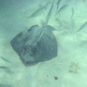 A wild stingray