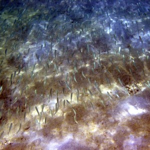 Fish in Magens Bay