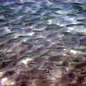 Fish in Magens Bay