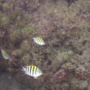 Tropical fish in Magens Bay