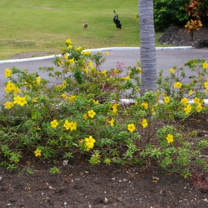 Barbados_2011-02-22_003