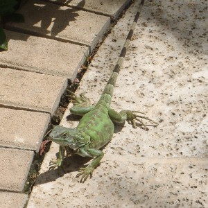 Aruba_2011-03-05_033