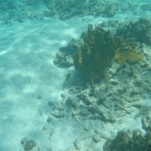 Bonaire_2011-03-04_011