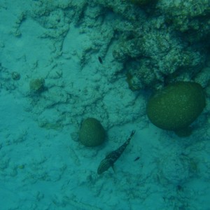 Bonaire_2011-03-04_013