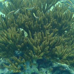 Bonaire_2011-03-04_014