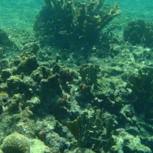 Bonaire_2011-03-04_015