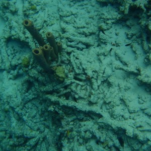 Bonaire_2011-03-04_016