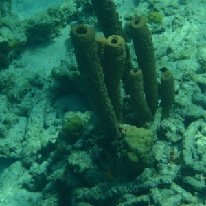 Bonaire_2011-03-04_018