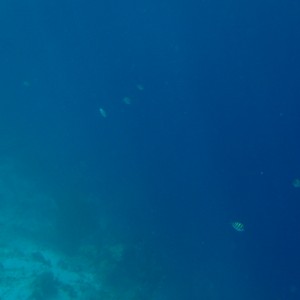 Bonaire_2011-03-04_023