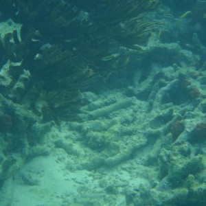 Bonaire_2011-03-04_026