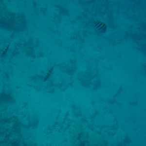 Bonaire_2011-03-04_029