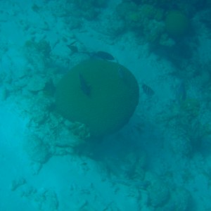 Bonaire_2011-03-04_031