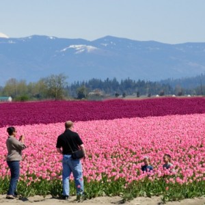 Tulips_2011