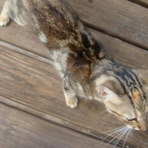 Grand Turk - Our Cabana Mascot