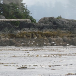 2012_Amsterdam_Alaska_260