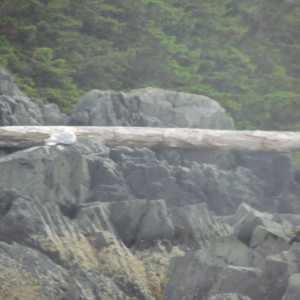 2012_Amsterdam_Alaska_261