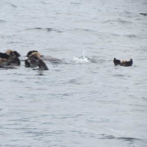 2012_Amsterdam_Alaska_280