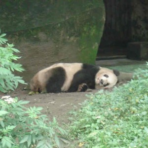 Chongqing Zoo