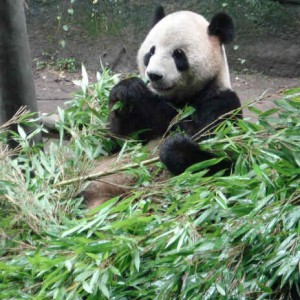 Chongqing Zoo