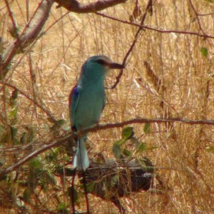 Bandia Nature Reserve, Senagal