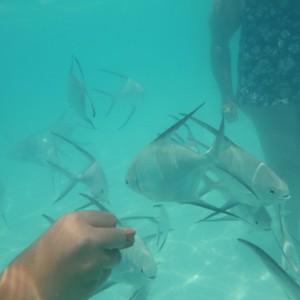 School of Fish