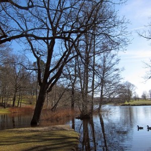 Trees_in_water