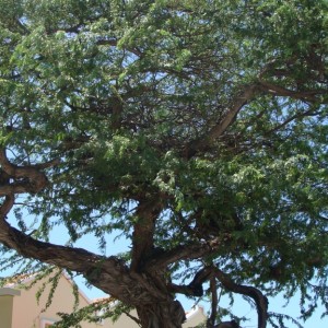 Oranjestad, Aruba