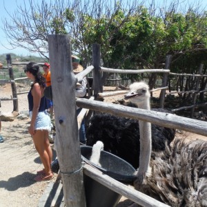 Ostrich Farm