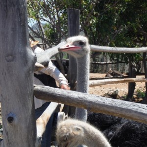 Ostrich Farm