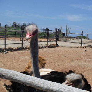 Ostrich Farm