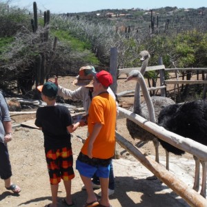 Ostrich Farm