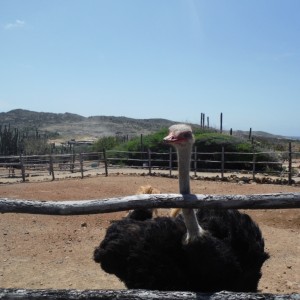 Ostrich Farm