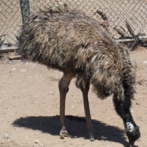 This is an Emu