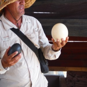 Emu & Ostrich eggs