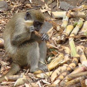 Green Vervet Monkey