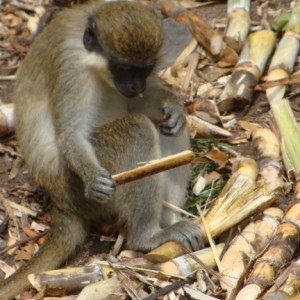 Green Vervet Monkey