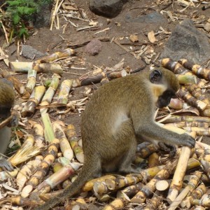 Green Vervet Monkey