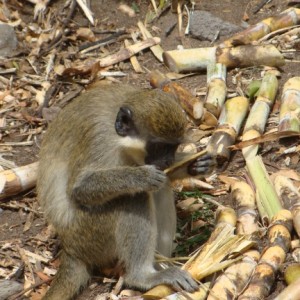 Green Vervet Monkey