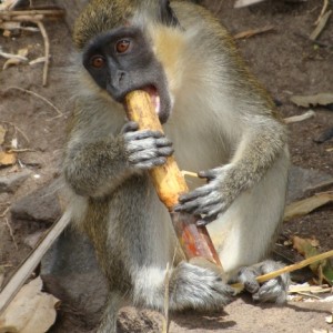 Green Vervet Monkey