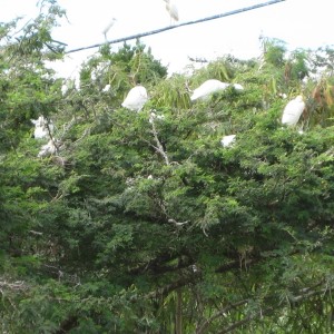 130 Egret nests