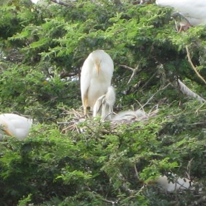 131 Baby egret