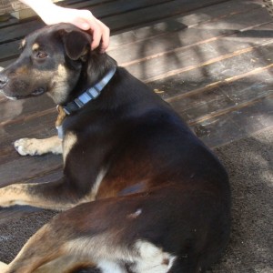 Momma dog loves our porch