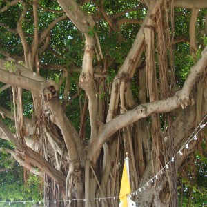 Bayside Banyan Tree