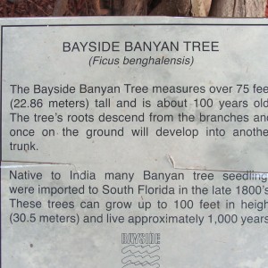 Bayside Banyan Tree