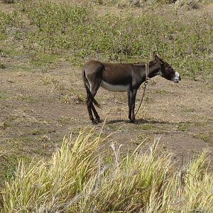 Lone donkey