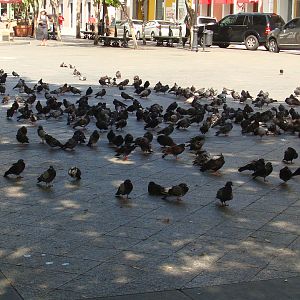 Count the pigeons!