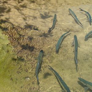 Fish in a pond