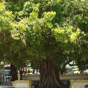 Huge Banyan tree