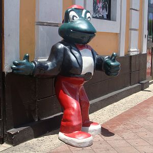 Senor Frog