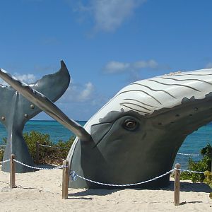 Whale Exhibit